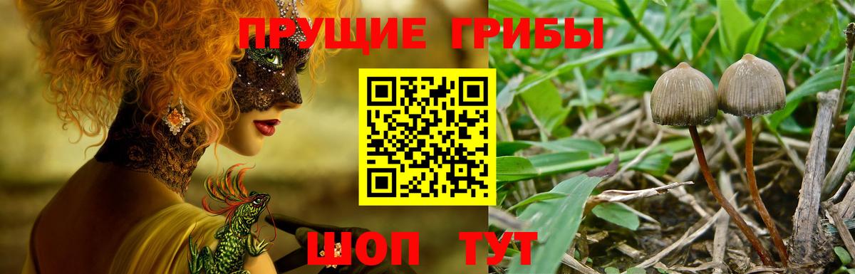 Галлюциногенные грибы прущие грибы Михайловск